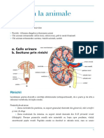 Sistemul Excretor - Schema Biologie Vegetala Si Animala