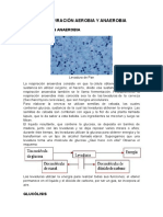 La Respiración Aerobia y Anaerobia (Por Entregar)