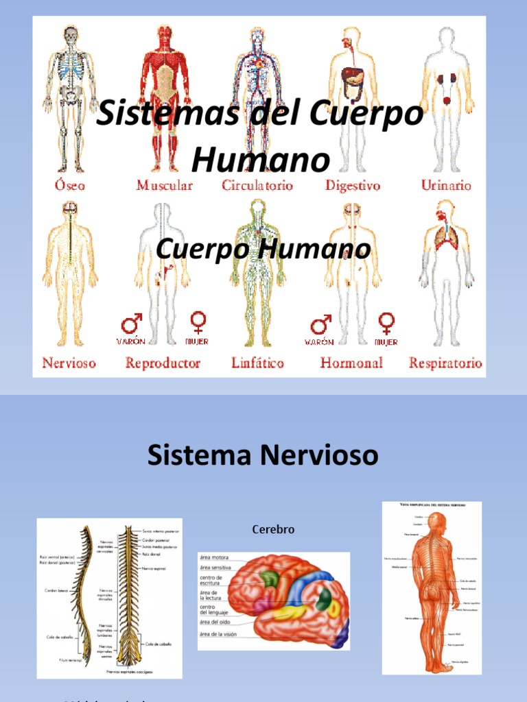Sistemas Del Cuerpo Humano | PDF