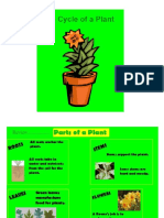 Life Cycle Plants Revised