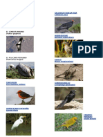 Aves Peruanas Con Nombre Cientifico