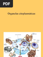 Organelas citoplasmáticas