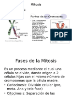 Mitosis Meiosis