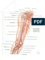 ANATOMIA(EXAMEN)