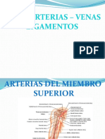 arterias_venas_ligamentos