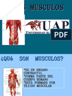 MUSCULOS_ANATOMIA