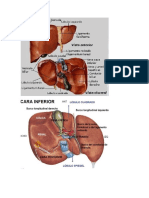 Imagenes de previo 2 Anato.docx