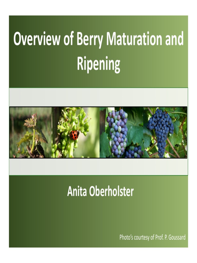 Berry Maturation and Ripening Insights | PDF | Phenolic Content In Wine ...