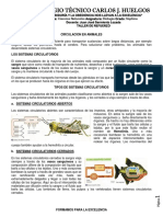 Guia Circulacion en Animales Grado Septimo