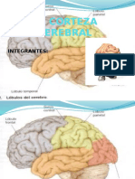 La Corteza Cerebral