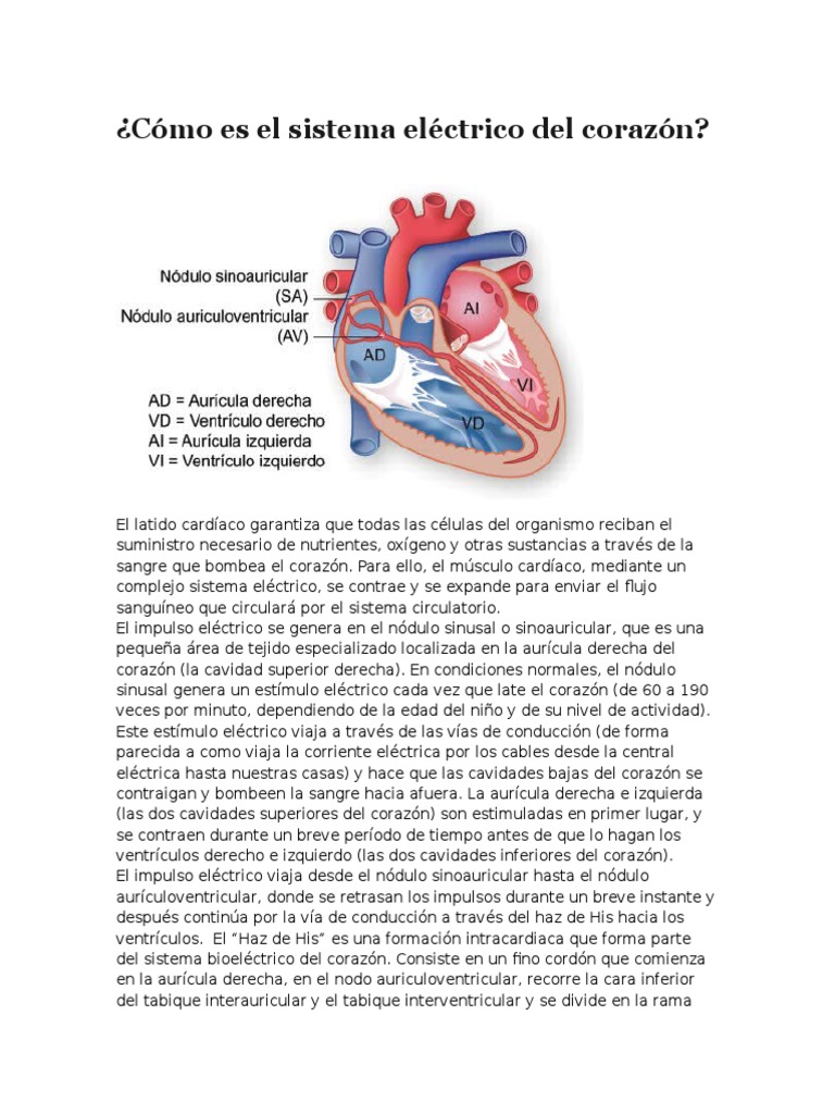 Cómo Es El Sistema Eléctrico Del Corazón