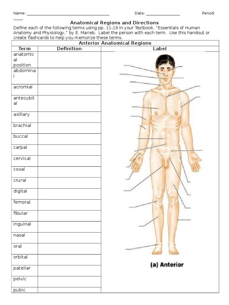 Anatomical Regions and Directions | PDF | Anatomical Terms Of Location ...