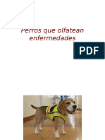 Perros que olfatean enfermedades