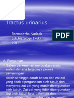 Histologi Urinaria