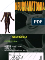 Neuroanatomia08