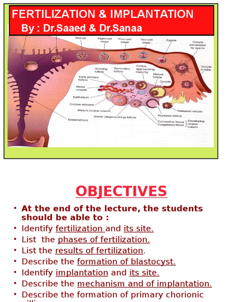 Fertilization and Implantation Overview | PDF | Fertilisation ...