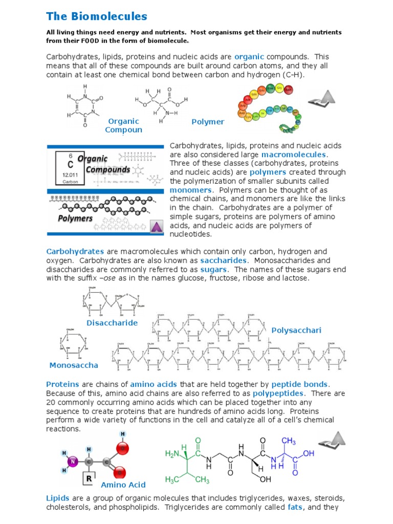 Biomolecules Reading Sample Part 1Edited For Notes PDF Nucleic
