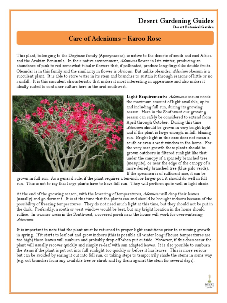 Adeniums | PDF | Soil | Plants