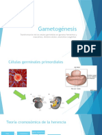 Gametogénesis.pptx
