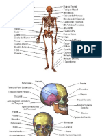 Anatomia