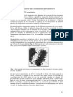 5-Cromosoma y Ciclo Celular