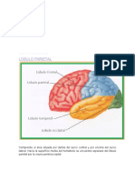 Áreas corticales del lóbulo parietal: funciones y trastornos