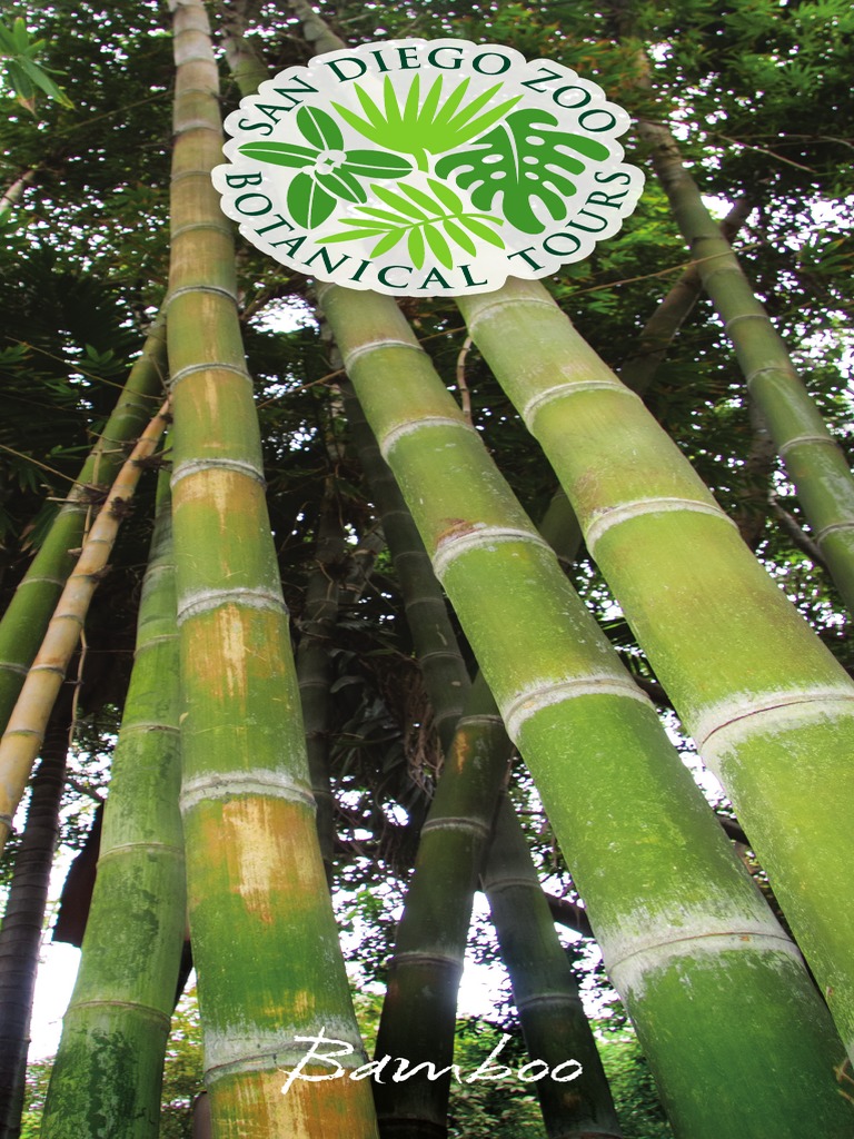 Bamboo: Chocolate Bamboo Alphonse Karr Bamboo | PDF | Bamboo | Forest ...