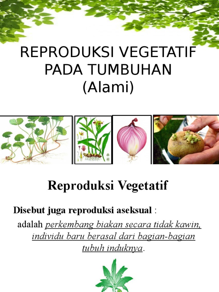 Reproduksi Vegetatif Alami Tumbuhan