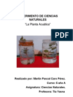 ExperimentEXPERIMENTO DE CIENCIAS NATURALES MARTIN CAROo de Ciencias Naturales Martin Caro