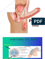  PRIAPISMO PPT ESTUDIANTES