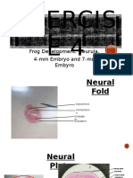 Exercis E4: Frog Development: Neurula, 4-mm Embryo and 7-mm Embyro