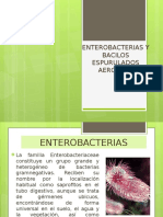 Enterobacterias y Bacilos Espurulados Aerobios