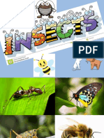 Insect 1