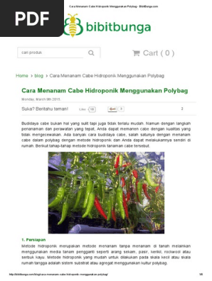 Cara Menanam Cabe Hidroponik Menggunakan Polybag Bibitbunga