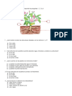 Prueba de Las Plantas