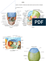 resumo ossos do crânio e seus acidentes anatômicos (1).docx