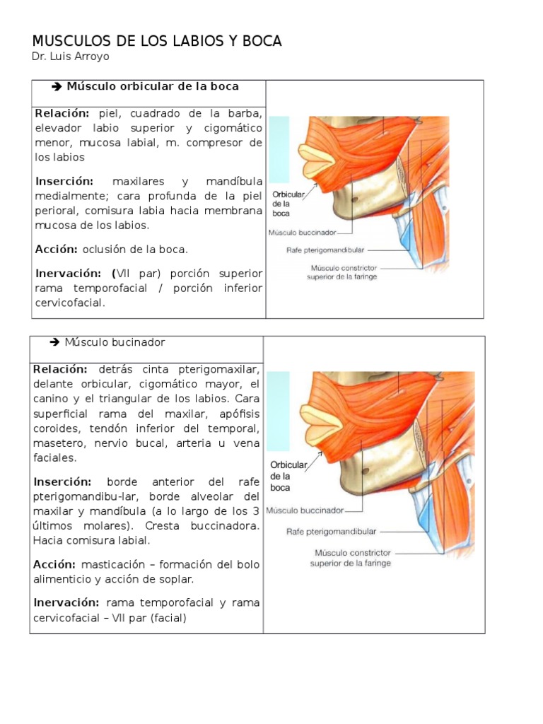 Músculos Faciales: Funciones y Anatomía | PDF | Cara | Anatomía humana