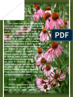 Echinacea PDF