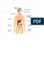 Endocrine System