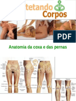 Anatomia Da Coxa e Pernas