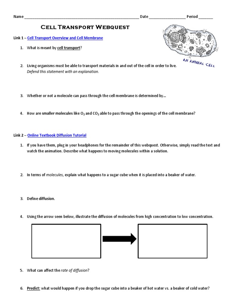 Cell Transport Webquest 2014 Pdf Osmosis Molecular Biology