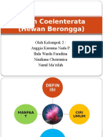 Filum Coelenterata Fix 2