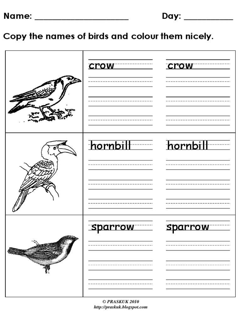 Copy The Names of Birds | PDF