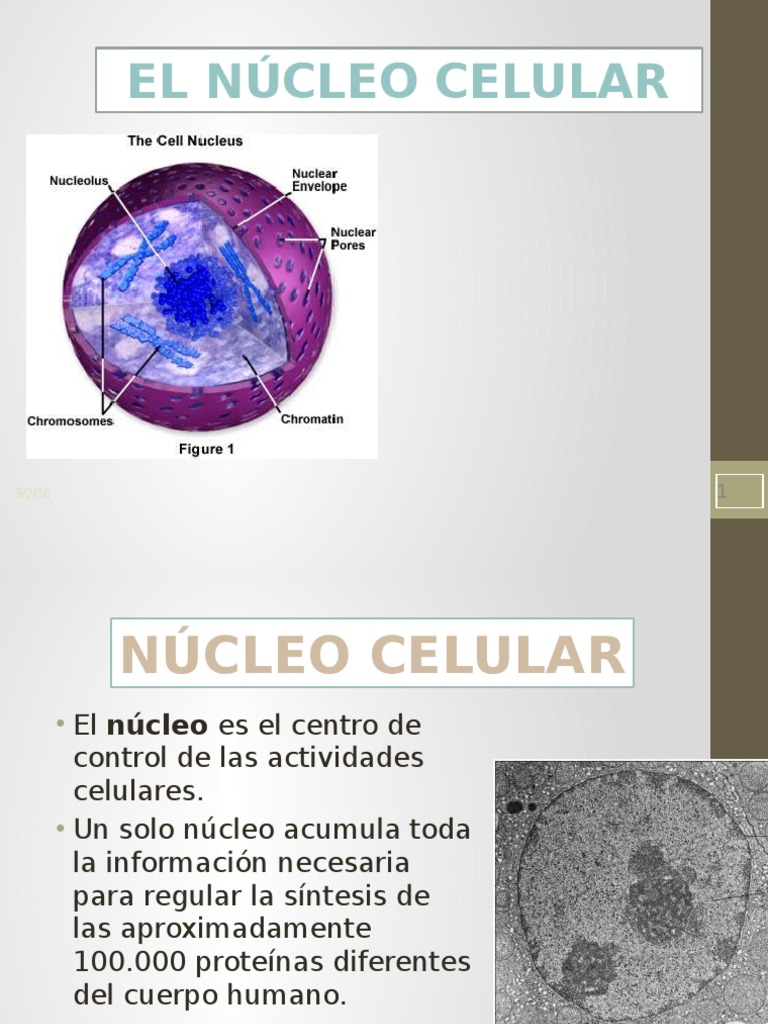 El Núcleo Celular | PDF | Nucleo celular | Cromatina
