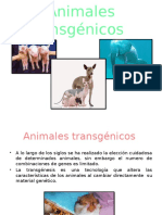 Animales Transgénicos
