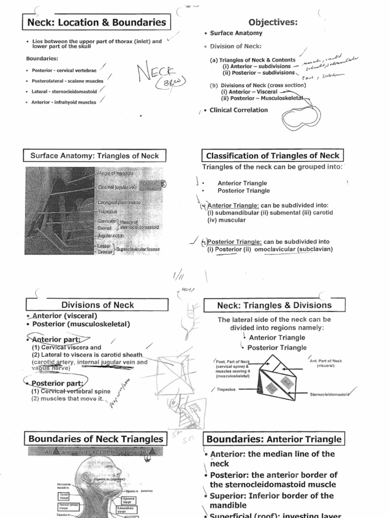 DR Amirali.... HEAD and NECK | PDF | Neck | Common Carotid Artery