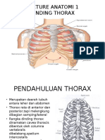 Lecture Anatomi Respirasi
