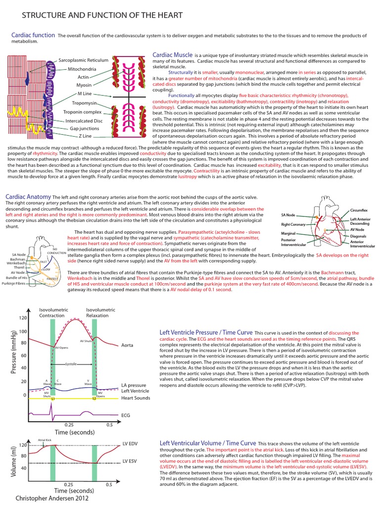 Heart Structure and Function Explained | PDF | Heart | Coronary Circulation