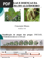 Aula Algodao Doencas