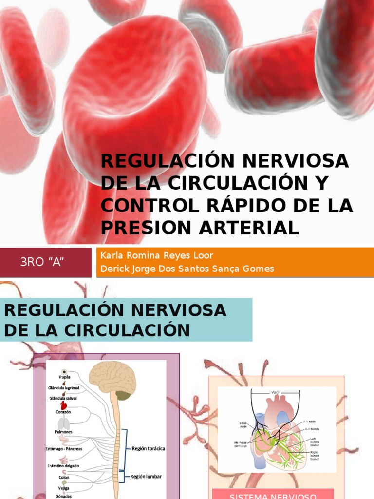 REGULACIÓN NERVIOSA DE LA CIRCULACIÓN Y CONTROL RÁPIDO DE LA PRESION ...